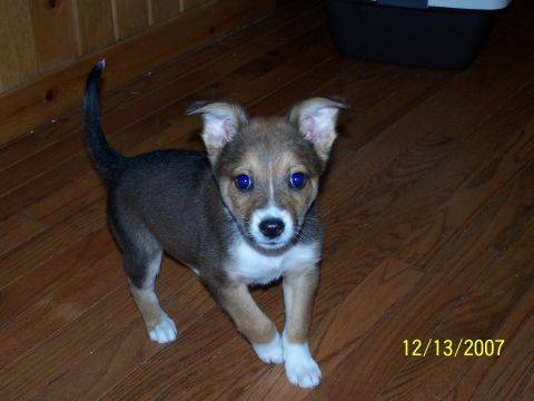 1979 Ford F-150 - A young puppy with striking blue eyes stands on a polished wooden floor.