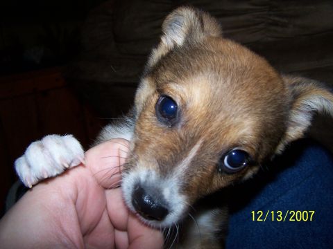 1979 Ford F-150 - A close-up of a small puppy's face being held by a hand, with a date stamp in the corner.