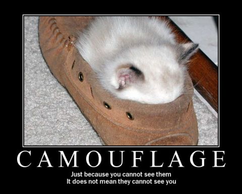 1984 Ford Bronco - A kitten is camouflaged inside a moccasin shoe, with text overlaying the image.