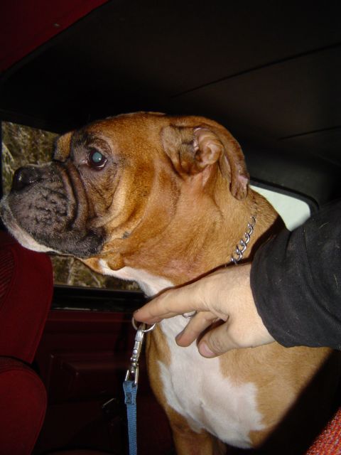 1989 Ford Bronco - A boxer dog looks out from the interior of a vehicle.