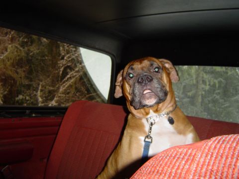 1989 Ford Bronco - A dog with a blue leash and a silver collar looks out from the back seat of a vehicle.