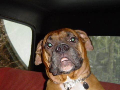 1989 Ford Bronco - A boxer dog with a worried expression sits in the passenger seat of a car.