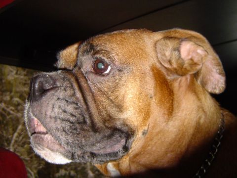1989 Ford Bronco - A close-up profile shot of a boxer dog's face, with its mouth slightly open and teeth visible.