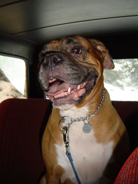 1989 Ford Bronco - A dog with its mouth open sits in the interior of a vehicle, looking out the window.