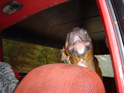1989 Ford Bronco - A boxer dog is looking up from the passenger seat of a vehicle.