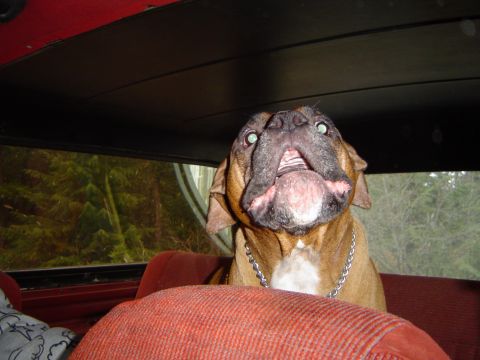 1989 Ford Bronco - A dog looks up with a surprised expression from the back seat of a vehicle.