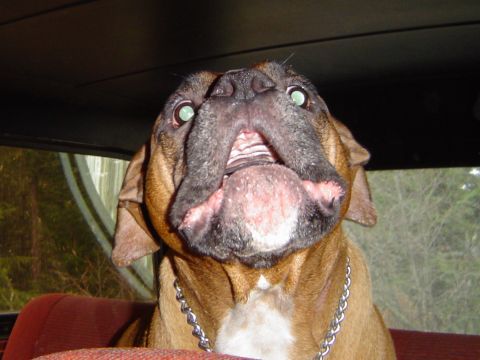1989 Ford Bronco - A dog with a comical expression looks up from the passenger seat of a vehicle.