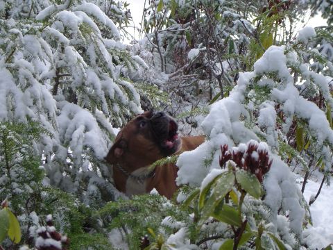 1989 Ford Bronco - A dog is partially hidden amongst snow-laden evergreen branches, with its mouth open as if barking or panting.