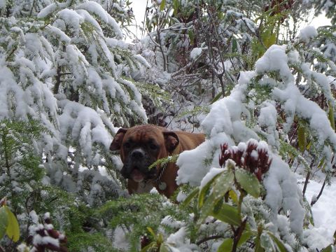 1989 Ford Bronco - A boxer dog is partially hidden by snow-laden branches of evergreen trees and rhododendrons.