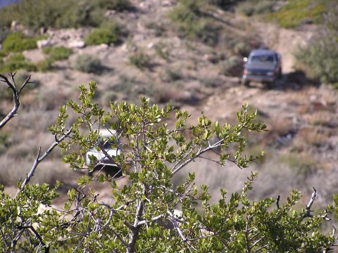 1990 Ford Bronco - Broncovict and pastaBronco (camera Focused on bush, bad pic)