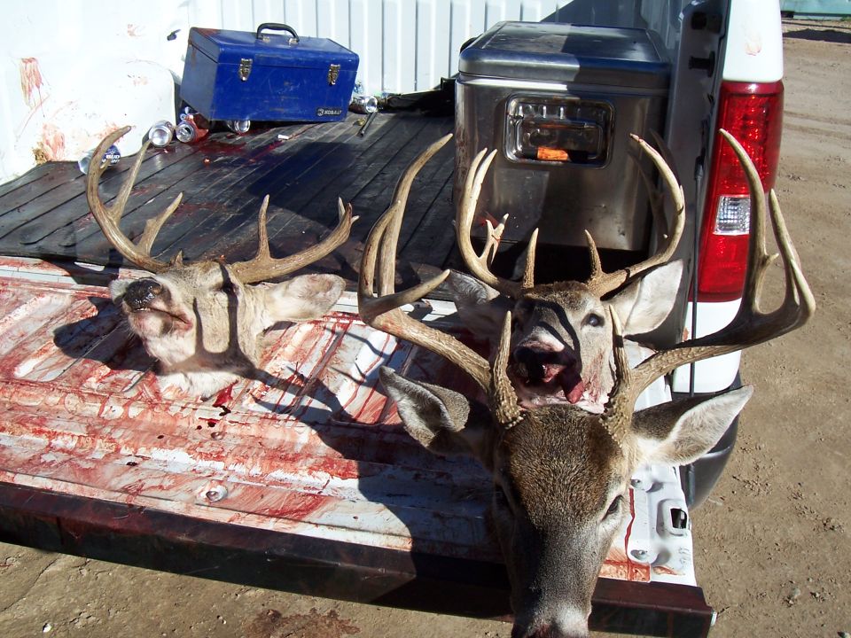 Deer heads in the bed of a white pickup truck, with a blue toolbox and a cooler