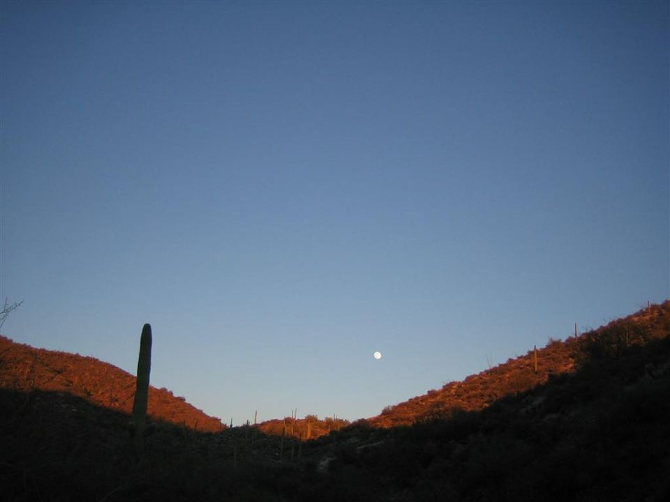Desert landscape at dusk with a saguaro cactus silhouetted against a clear blue sky and a bright moon