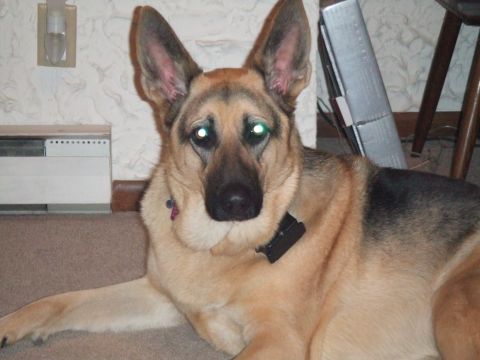 1996 Ford Bronco - A German Shepherd dog rests indoors, with a SuperMotors.net watermark visible in the lower right corner.