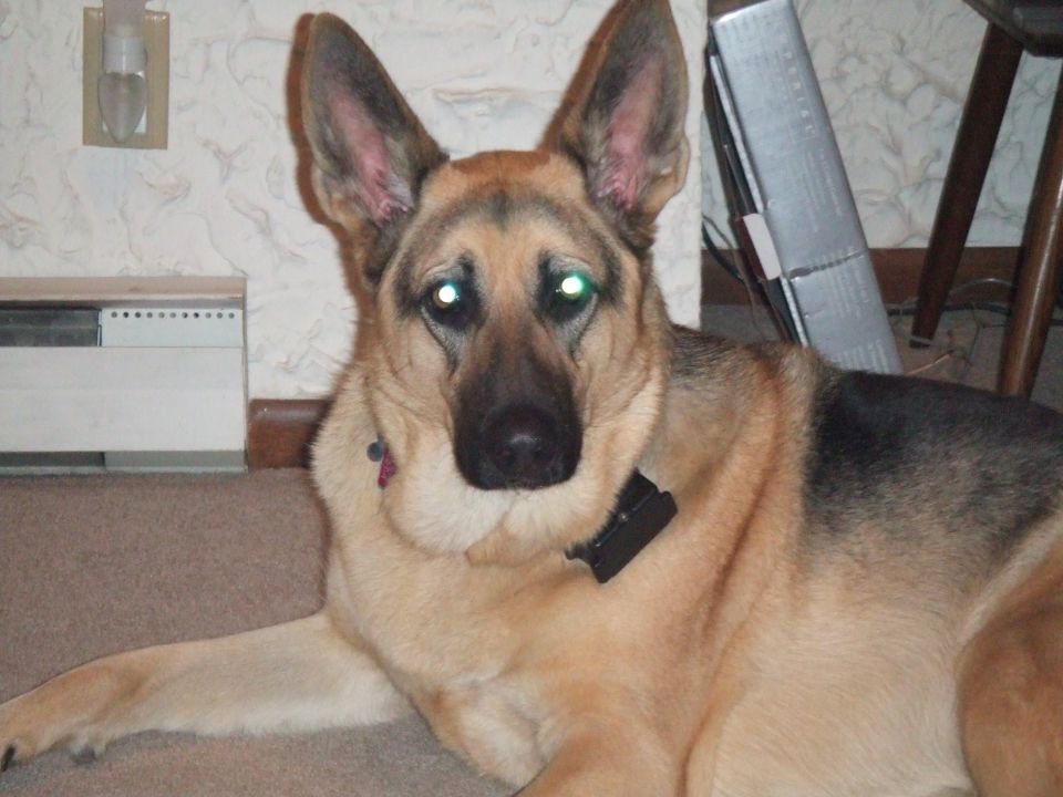 German shepherd dog lying down indoors