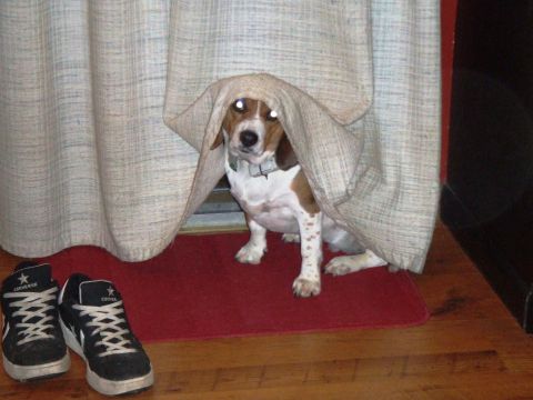1996 Ford Bronco - A dog is hiding under a curtain, with shoes placed on a mat next to it.