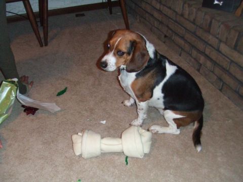 1996 Ford Bronco - A beagle sits patiently next to a rawhide bone, with remnants of gift wrapping nearby.