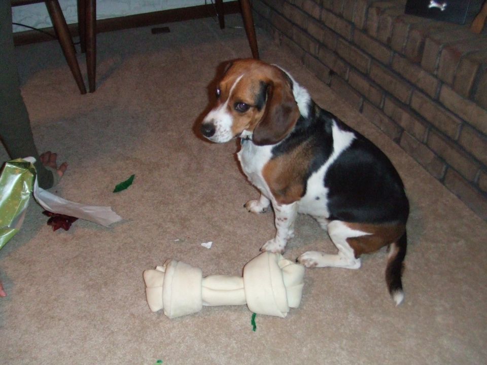 Beagle dog sitting on carpet next to a large bone and some torn wrapping paper