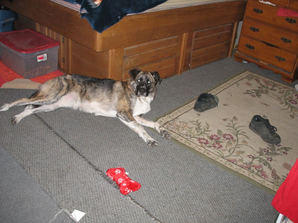 Brindle dog lying on carpet next to a bed and dresser. Shoes and a toy are on the floor