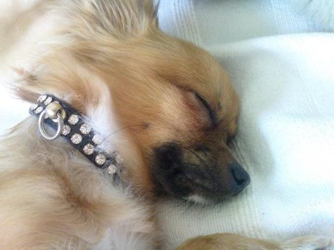 1998 Ford Crown Victoria - A small dog sleeps peacefully, adorned with a black collar sparkling with rhinestones.