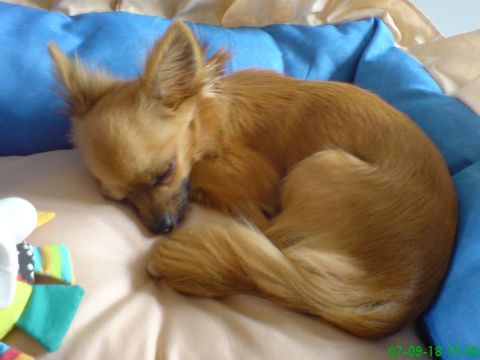 1998 Ford Crown Victoria - A small tan chihuahua dog sleeps peacefully on a soft blue cushion next to some toys.