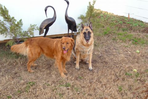 1989 Ford Mustang - dogs3