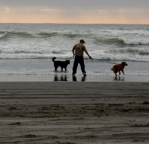 1978 Ford Bronco - A man walks his dogs along the shoreline as waves crash on the beach.