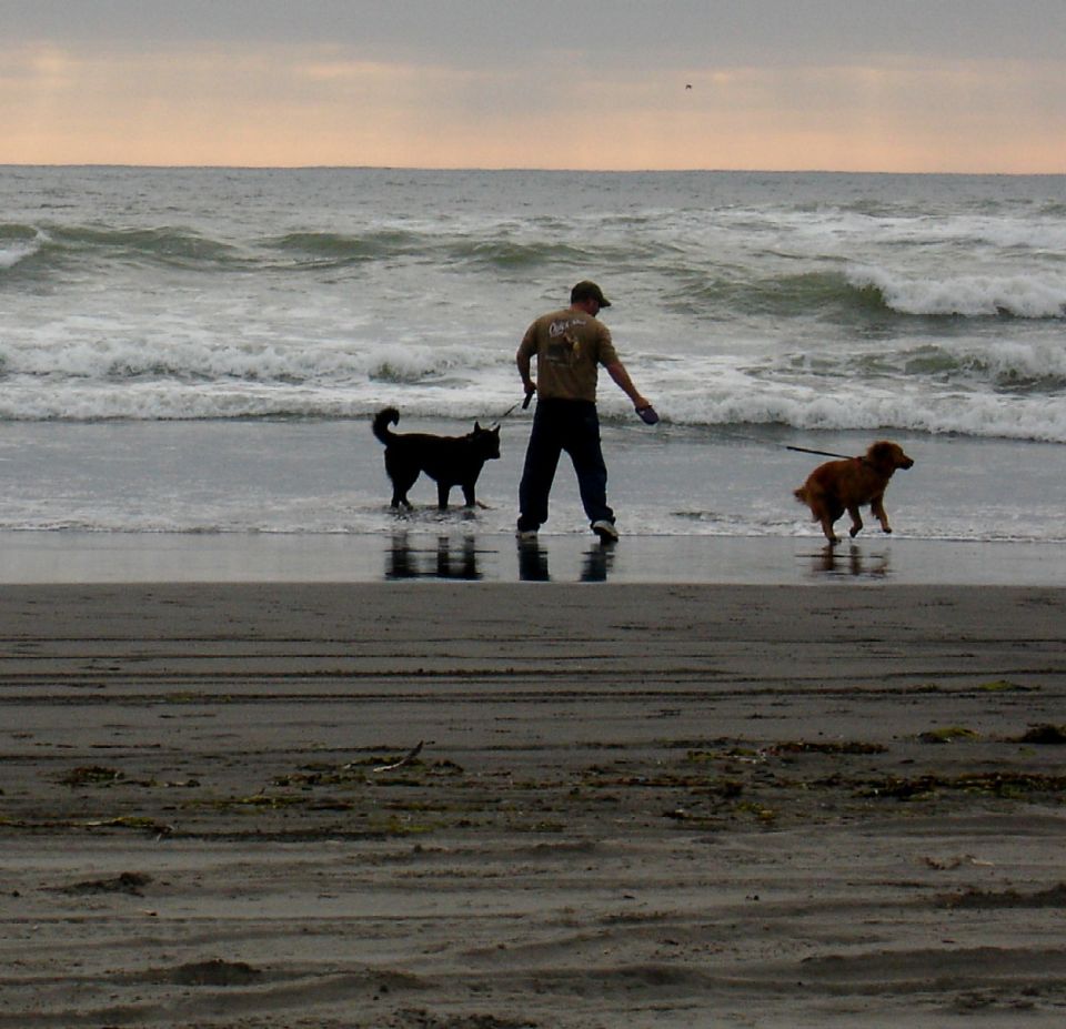 Person walking a black dog and a golden dog through ocean surf at dusk