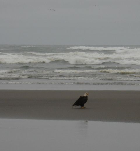 1978 Ford Bronco - A bald eagle stands on the shore as waves crash on the beach under an overcast sky.