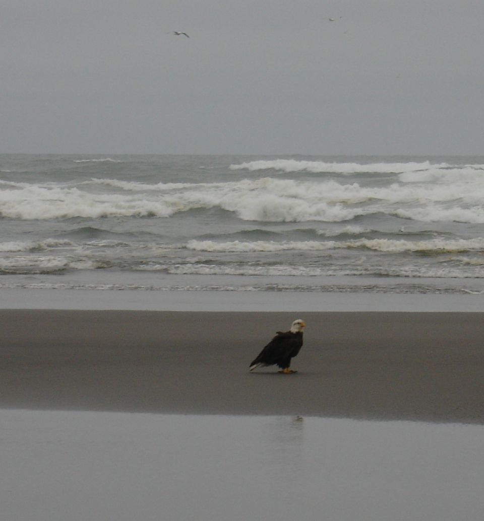 Bald eagle stands on a wet sandy beach with ocean waves in the background