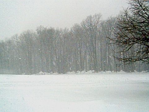 1986 Ford Bronco - A winter scene with snow falling heavily in front of a dense line of trees.