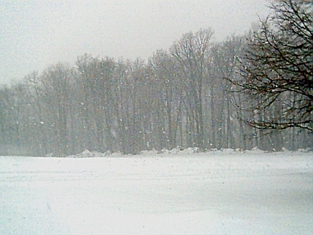 snow falling in front of a line of trees