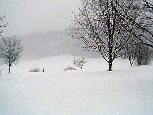 Snowy landscape with bare trees and a watermark