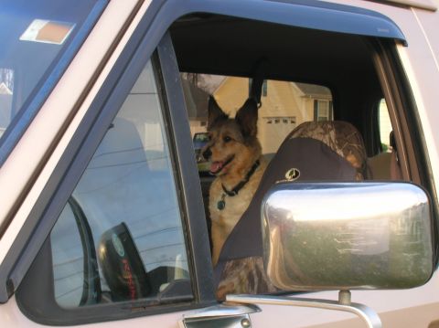 1996 Ford Bronco - A dog sits in the driver's seat of a vehicle, looking out the window.