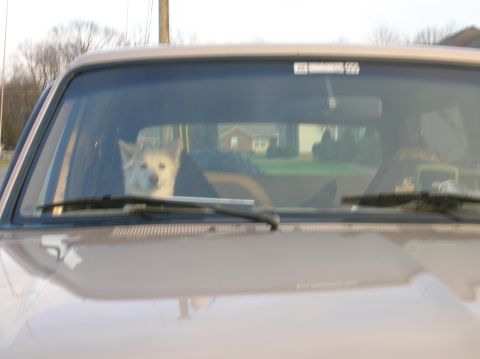 1996 Ford Bronco - A dog sits in the passenger seat, looking out the windshield of a tan vehicle.