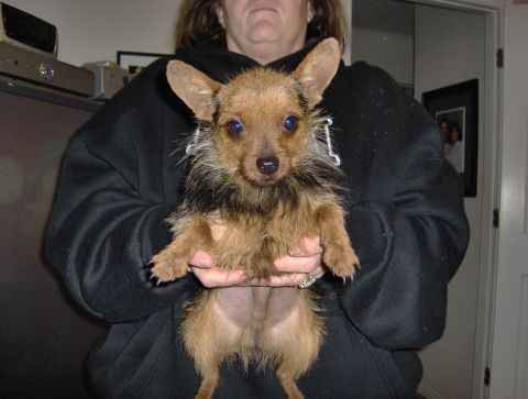 1978 Ford Bronco - A person holds a small, brown, terrier-mix dog with large ears.