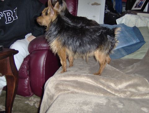 1978 Ford Bronco - A dog stands on a couch next to a person wearing an FBI sweatshirt.