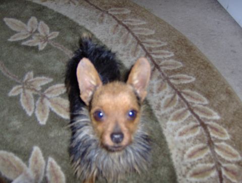 1978 Ford Bronco - A small dog with tan fur and black markings is looking up from a rug.