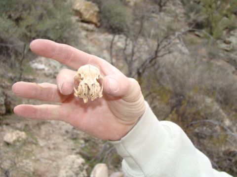 1987 Suzuki Samurai - A small animal skull is held up in a hand against a backdrop of dry brush and rocks.