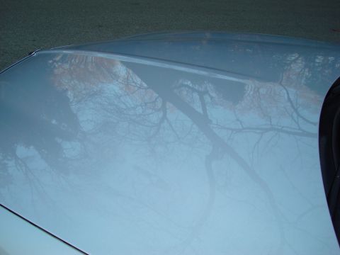 2002 Lincoln Town Car - The hood of a light blue car reflects the bare branches of trees against a hazy sky.