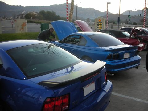 1992 Ford Crown Victoria - Several blue Ford Mustangs are parked together, with one having its hood open.