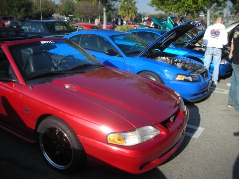 1998 Ford Crown Victoria - Several Mustangs are parked in a lot, with some hoods open to display engines.