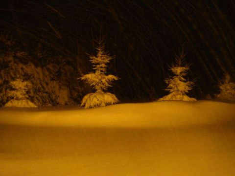 1996 Ford Bronco - Snowy trees are visible at night during a blizzard.