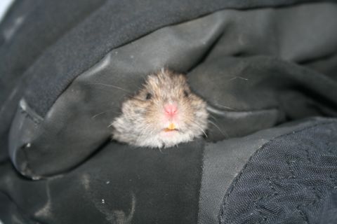 2003 Jeep TJ - A small hamster is held within a black glove, with only its face visible.