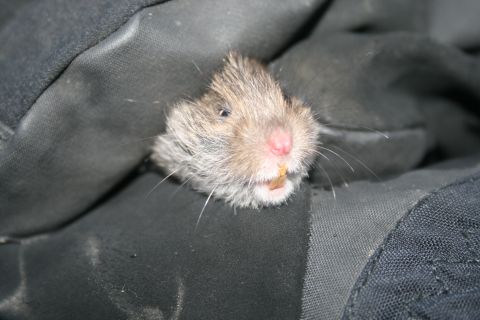 2003 Jeep TJ - A small rodent with prominent teeth is visible emerging from a dark, textured material.