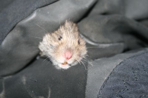 2003 Jeep TJ - A small mouse emerges from a dark, textured material.