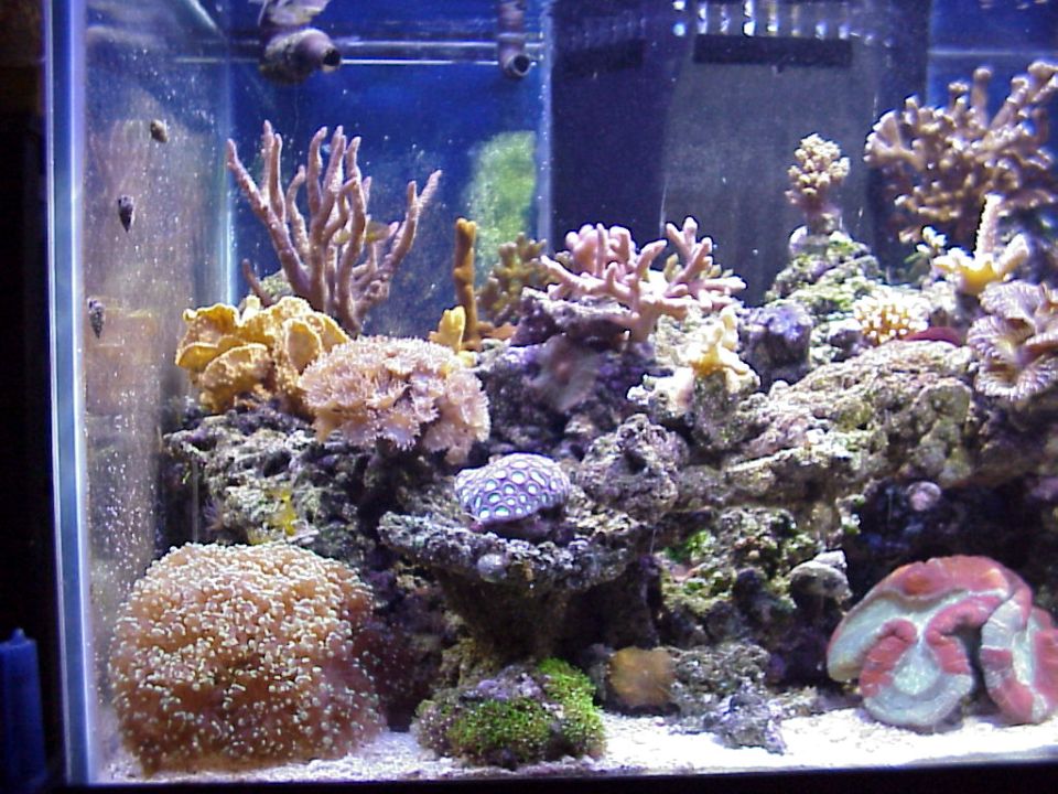 Saltwater reef aquarium with corals, live rock and a striped invertebrate