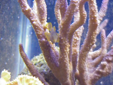 1996 Ford Bronco - Clown Goby On Acropora.