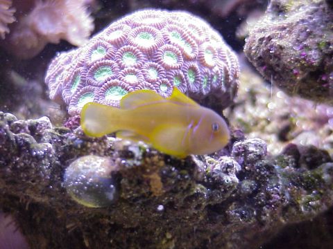 1996 Ford Bronco - Clown Goby Close Up.