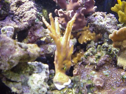 1996 Ford Bronco - Acropora - Purple Tip.