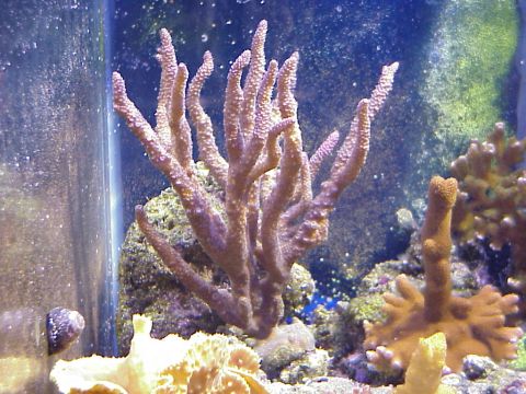 1996 Ford Bronco - Acropora - Red Fuzzy.